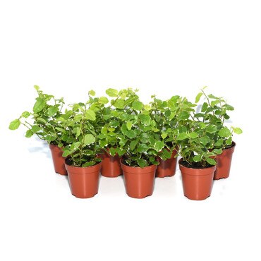 Collection of 7 Creeping Fig Plants
